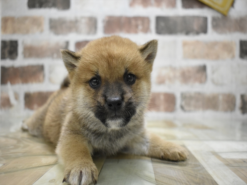 静岡県の柴犬(標準サイズ) (ワンラブカインズ沼津店/2025年9月4日生まれ/男の子/赤)の子犬の2枚目の画像