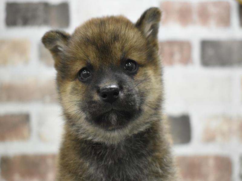 愛知県の柴犬(標準サイズ) (ワンラブNEW・CROSSTOWN店/2025年9月4日生まれ/女の子/赤)の子犬の1枚目の画像