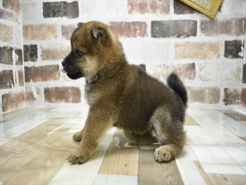 愛知県の柴犬(標準サイズ) (ワンラブNEW・CROSSTOWN店/2025年9月4日生まれ/女の子/赤)の子犬の3枚目の画像