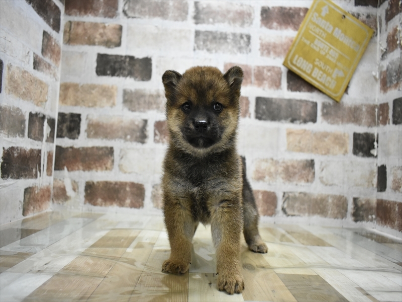 愛知県の柴犬(標準サイズ) (ワンラブNEW・CROSSTOWN店/2025年9月4日生まれ/女の子/赤)の子犬の2枚目の画像