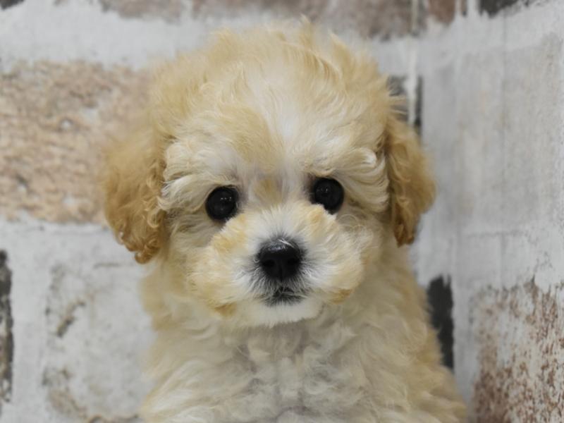 岐阜県のトイプードル(タイニー) (ワンラブイオンモール土岐店/2025年9月1日生まれ/男の子/ペールフォーン)の子犬の1枚目の画像