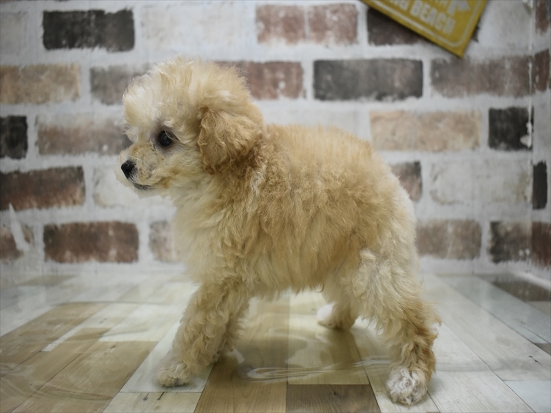 岐阜県のトイプードル(タイニー) (ワンラブイオンモール土岐店/2025年9月1日生まれ/男の子/ペールフォーン)の子犬の3枚目の画像