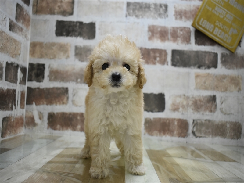 岐阜県のトイプードル(タイニー) (ワンラブイオンモール土岐店/2025年9月1日生まれ/男の子/ペールフォーン)の子犬の2枚目の画像