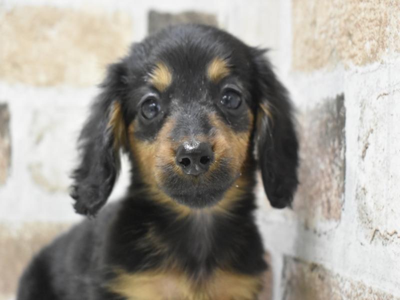 京都府のミニチュアダックスフンド(ロング) (ワンラブMOMOテラス店/2025年8月28日生まれ/女の子/ブラックタン)の子犬の1枚目の画像