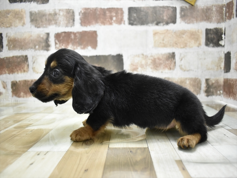 京都府のミニチュアダックスフンド(ロング) (ワンラブMOMOテラス店/2025年8月28日生まれ/女の子/ブラックタン)の子犬の3枚目の画像