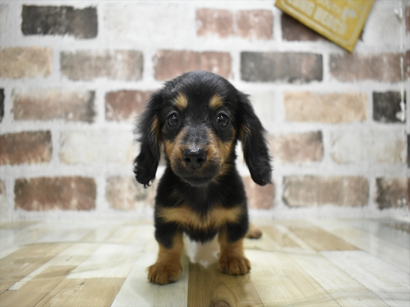 京都府のミニチュアダックスフンド(ロング) (ワンラブMOMOテラス店/2025年8月28日生まれ/女の子/ブラックタン)の子犬の2枚目の画像