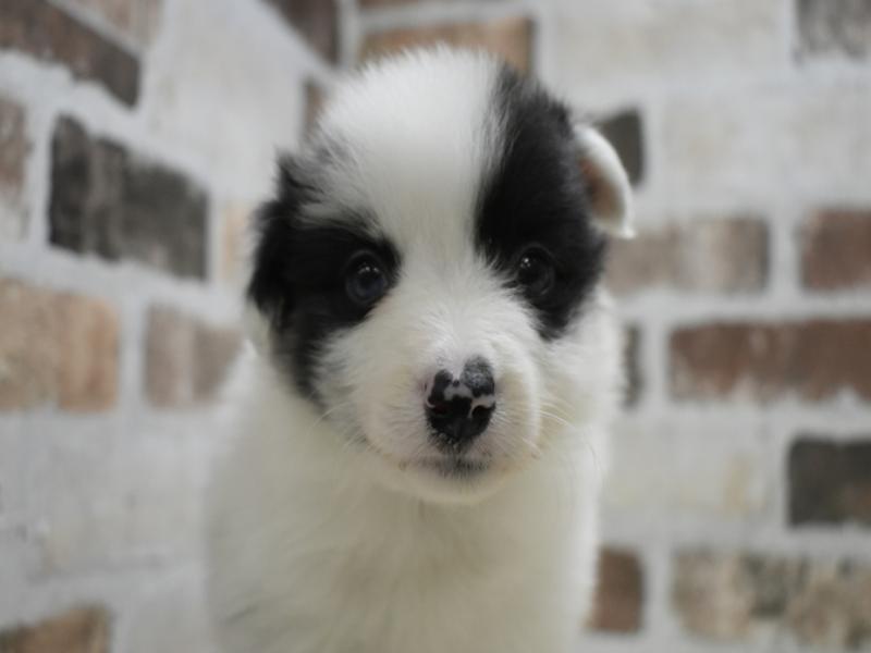 秋田県のシェットランドシープドッグ (ワンラブフレスポ御所野店/2025年9月4日生まれ/女の子/ブルーマール)の子犬の1枚目の画像