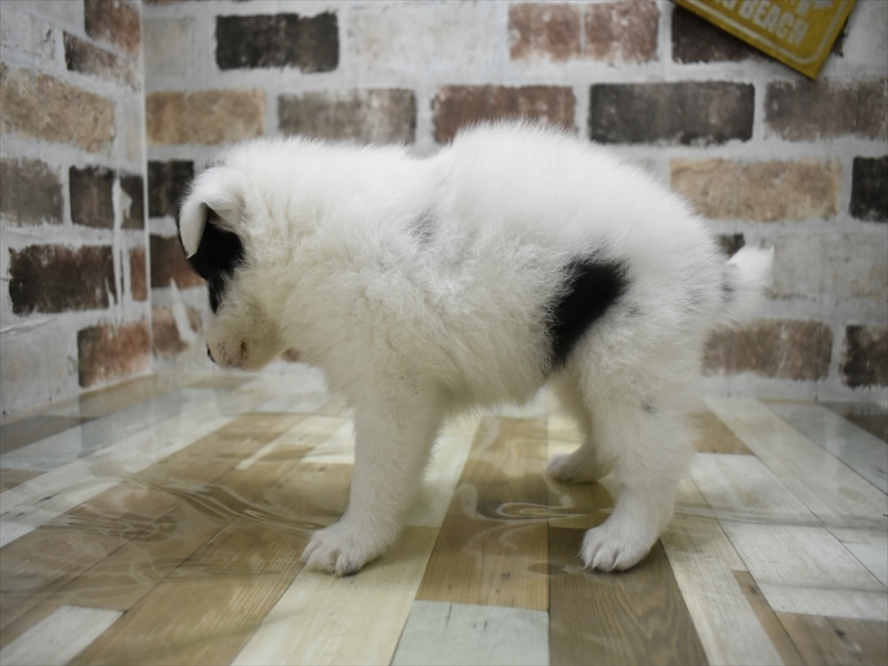 秋田県のシェットランドシープドッグ (ワンラブフレスポ御所野店/2025年9月4日生まれ/女の子/ブルーマール)の子犬の3枚目の画像