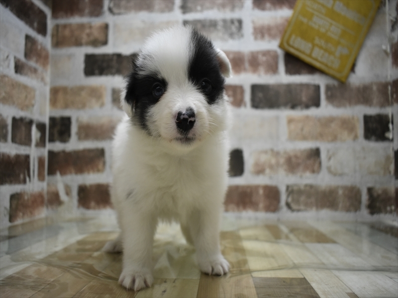 秋田県のシェットランドシープドッグ (ワンラブフレスポ御所野店/2025年9月4日生まれ/女の子/ブルーマール)の子犬の2枚目の画像