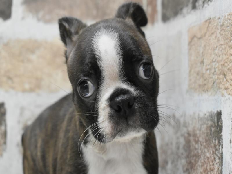 山梨県のボストンテリア (ワンラブイオンタウン山梨中央店/2025年9月4日生まれ/男の子/ボストンカラー)の子犬の1枚目の画像