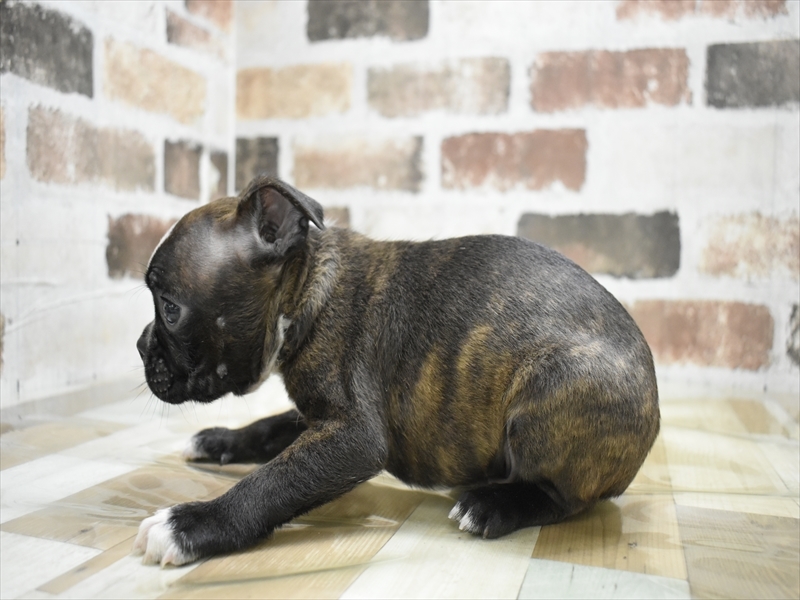 山梨県のボストンテリア (ワンラブイオンタウン山梨中央店/2025年9月4日生まれ/男の子/ボストンカラー)の子犬の3枚目の画像