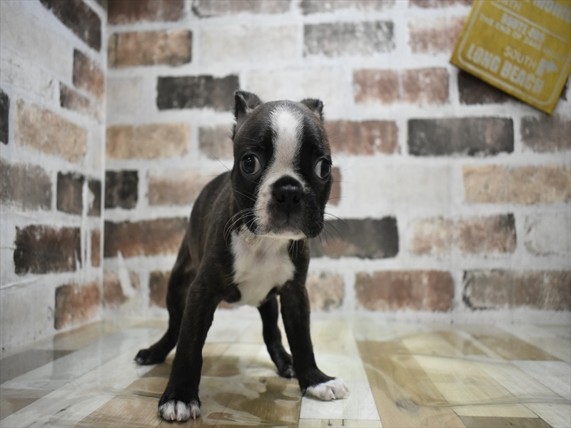 山梨県のボストンテリア (ワンラブイオンタウン山梨中央店/2025年9月4日生まれ/男の子/ボストンカラー)の子犬の2枚目の画像