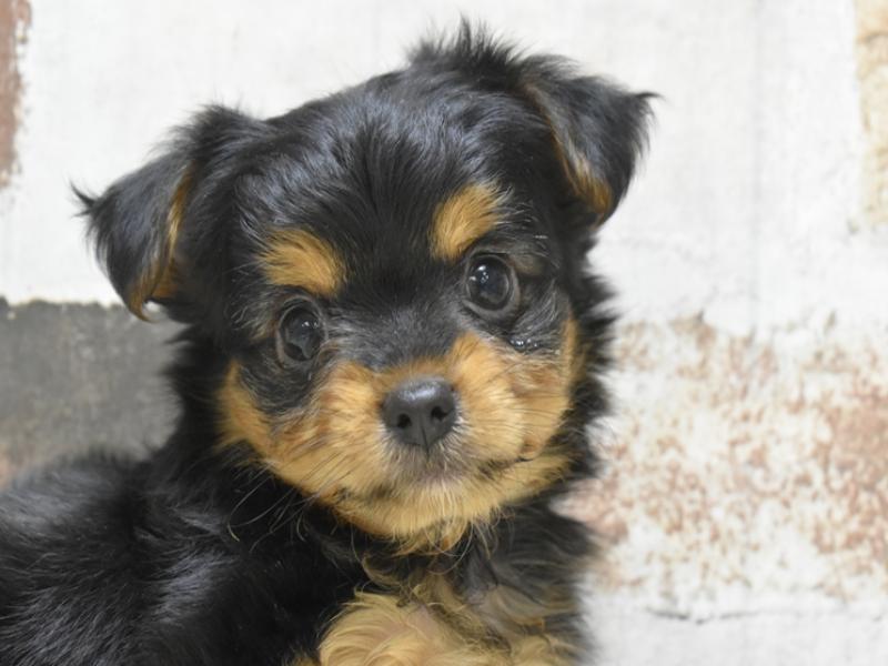 滋賀県のヨーチー/チワキー/チワヨーキー(ヨークシャーテリア×チワワ) (ワンラブピエリ守山店/2025年8月28日生まれ/男の子/ブラックタン)の子犬の1枚目の画像