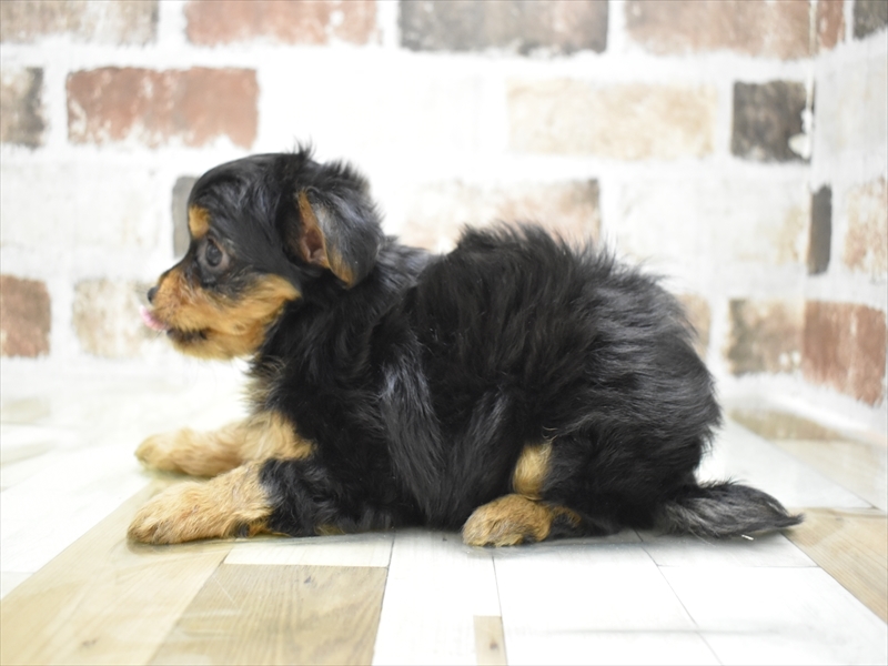 滋賀県のヨーチー/チワキー/チワヨーキー(ヨークシャーテリア×チワワ) (ワンラブピエリ守山店/2025年8月28日生まれ/男の子/ブラックタン)の子犬の3枚目の画像