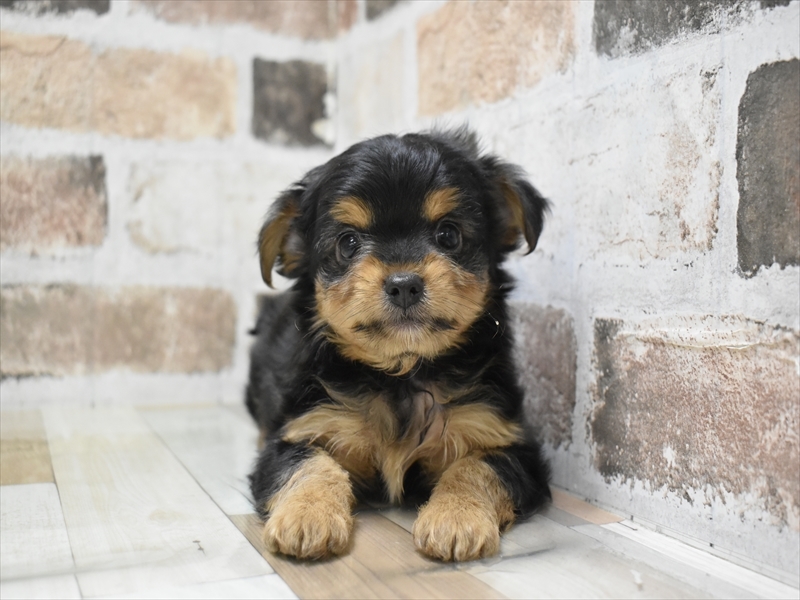 滋賀県のヨーチー/チワキー/チワヨーキー(ヨークシャーテリア×チワワ) (ワンラブピエリ守山店/2025年8月28日生まれ/男の子/ブラックタン)の子犬の2枚目の画像