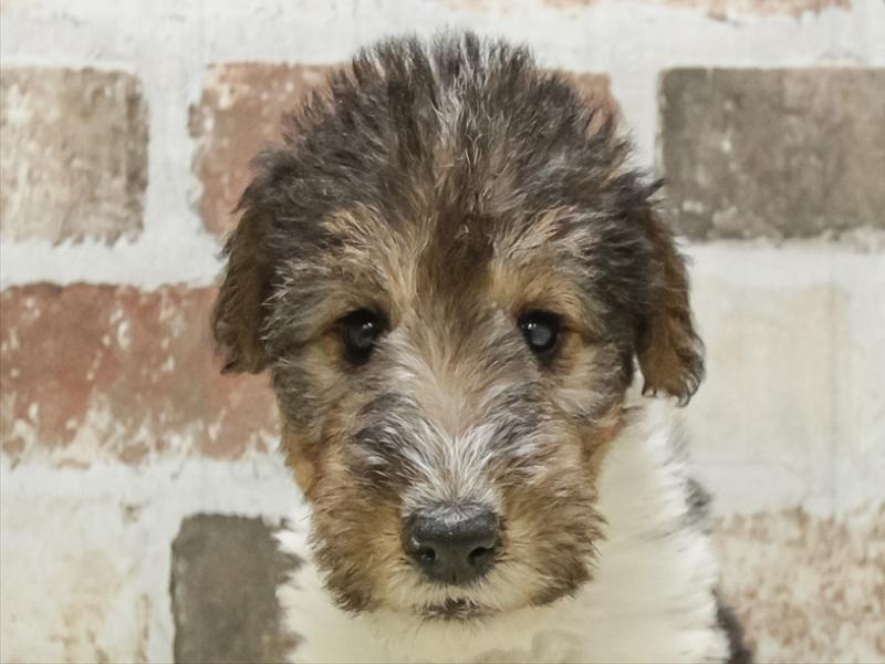 滋賀県のワイアーフォックステリア (ワンラブピエリ守山店/2025年9月7日生まれ/男の子/ホワイトブラックタン)の子犬の1枚目の画像