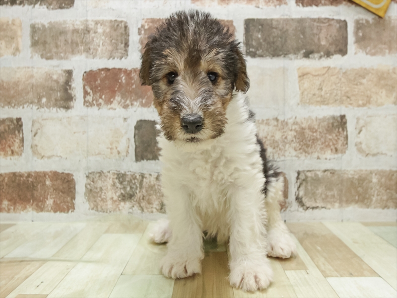 滋賀県のワイアーフォックステリア (ワンラブピエリ守山店/2025年9月7日生まれ/男の子/ホワイトブラックタン)の子犬の3枚目の画像