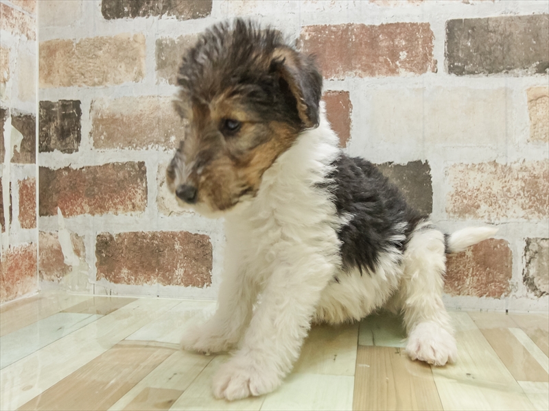 滋賀県のワイアーフォックステリア (ワンラブピエリ守山店/2025年9月7日生まれ/男の子/ホワイトブラックタン)の子犬の2枚目の画像