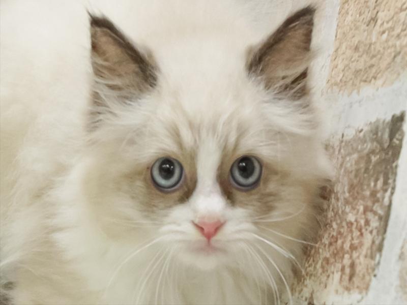 福岡県のラグドール (ワンラブ福岡総本店/2025年9月6日生まれ/女の子/シールポイントバイカラー)の子猫の1枚目の画像