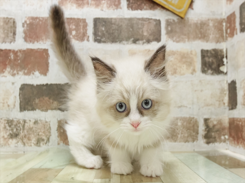 福岡県のラグドール (ワンラブ福岡総本店/2025年9月6日生まれ/女の子/シールポイントバイカラー)の子猫の3枚目の画像