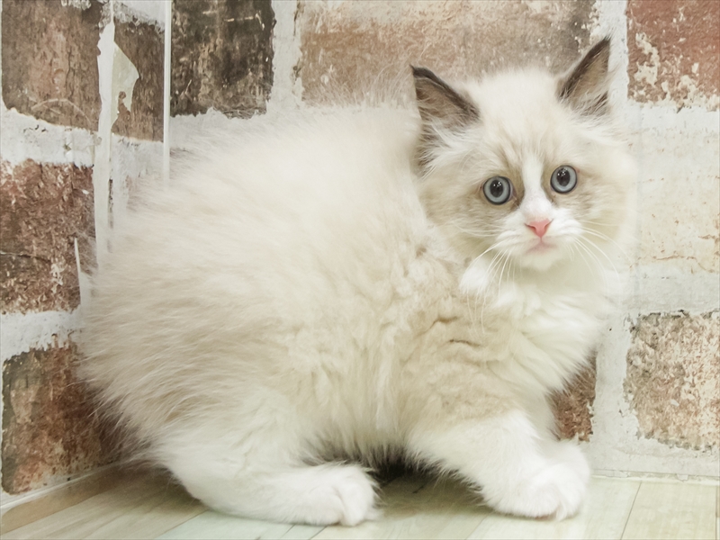 福岡県のラグドール (ワンラブ福岡総本店/2025年9月6日生まれ/女の子/シールポイントバイカラー)の子猫の2枚目の画像