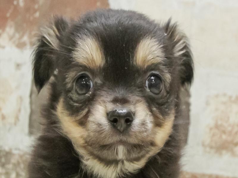 鹿児島県のチワワ(ロング) (ワンラブニシムタ N'sCITY谷山店/2025年9月7日生まれ/女の子/ブラックタン)の子犬の1枚目の画像