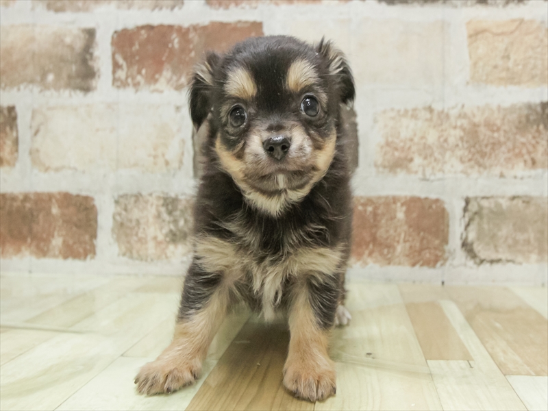 鹿児島県のチワワ(ロング) (ワンラブニシムタ N'sCITY谷山店/2025年9月7日生まれ/女の子/ブラックタン)の子犬の3枚目の画像