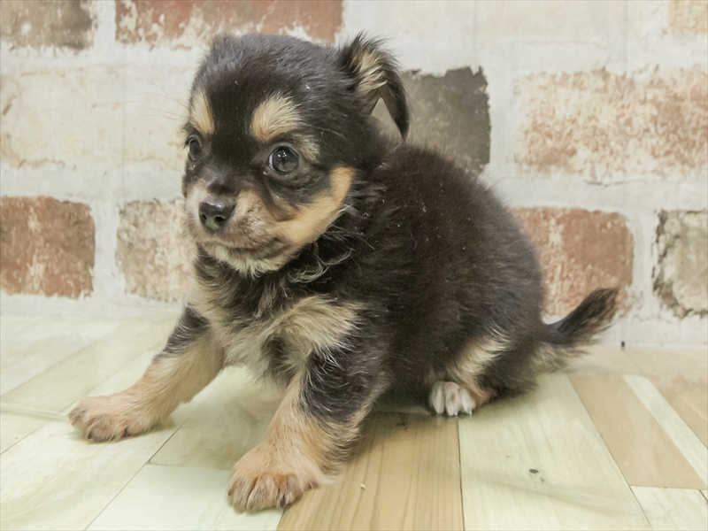 鹿児島県のチワワ(ロング) (ワンラブニシムタ N'sCITY谷山店/2025年9月7日生まれ/女の子/ブラックタン)の子犬の2枚目の画像