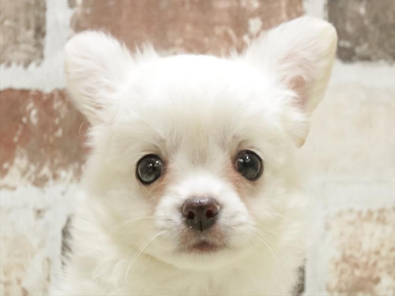 兵庫県のチワワ(ロング) (ワンラブブルメール舞多聞店/2025年9月4日生まれ/男の子/クリーム)の子犬の1枚目の画像