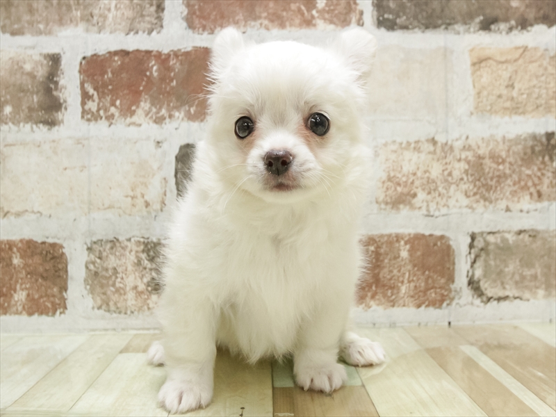 兵庫県のチワワ(ロング) (ワンラブブルメール舞多聞店/2025年9月4日生まれ/男の子/クリーム)の子犬の3枚目の画像