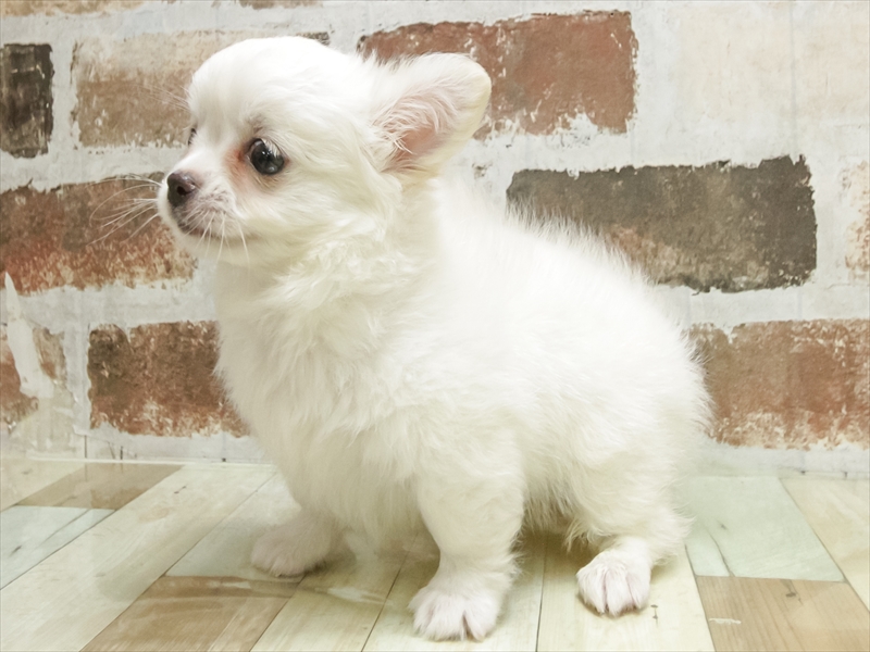 兵庫県のチワワ(ロング) (ワンラブブルメール舞多聞店/2025年9月4日生まれ/男の子/クリーム)の子犬の2枚目の画像