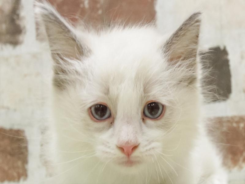 福岡県のラグドール (ワンラブ福岡総本店/2025年9月6日生まれ/男の子/ブルーポイントバイカラー)の子猫の1枚目の画像