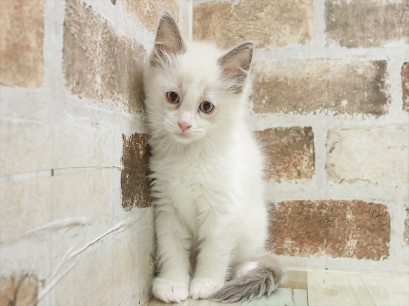 福岡県のラグドール (ワンラブ福岡総本店/2025年9月6日生まれ/男の子/ブルーポイントバイカラー)の子猫の3枚目の画像