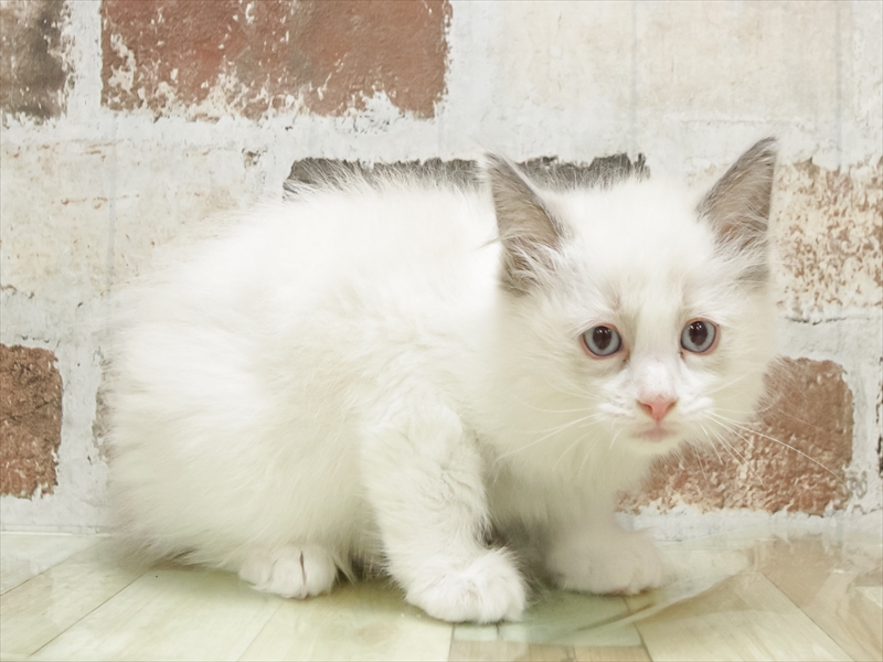 福岡県のラグドール (ワンラブ福岡総本店/2025年9月6日生まれ/男の子/ブルーポイントバイカラー)の子猫の2枚目の画像