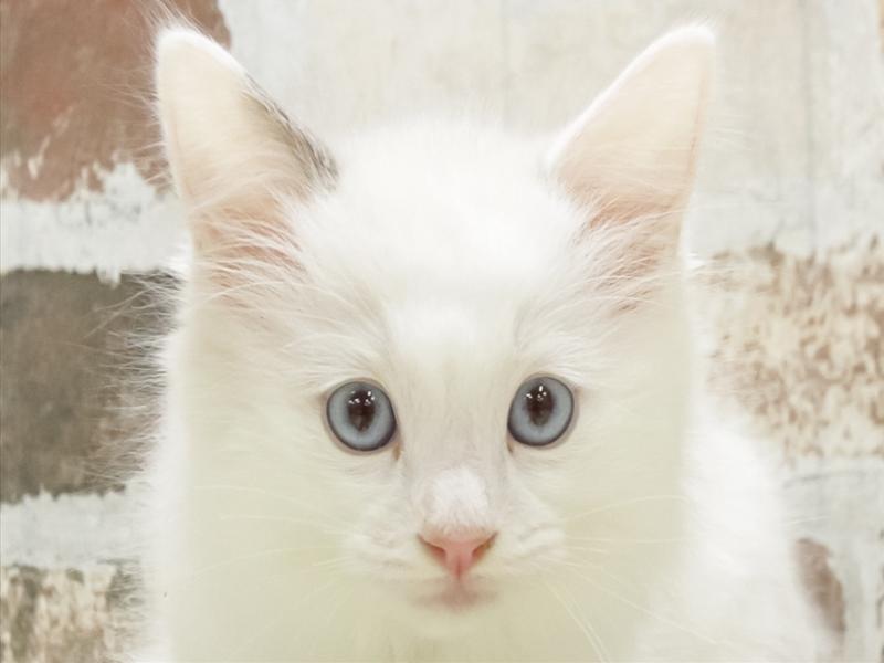福岡県のラグドール (ワンラブカインズ福岡新宮店/2025年9月6日生まれ/男の子/ブルーポイントバイカラー)の子猫の1枚目の画像