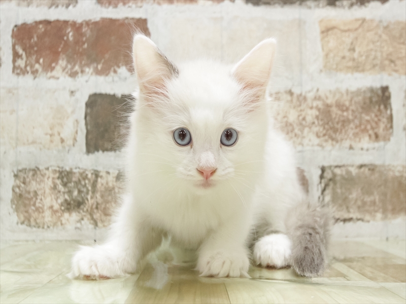 福岡県のラグドール (ワンラブカインズ福岡新宮店/2025年9月6日生まれ/男の子/ブルーポイントバイカラー)の子猫の3枚目の画像