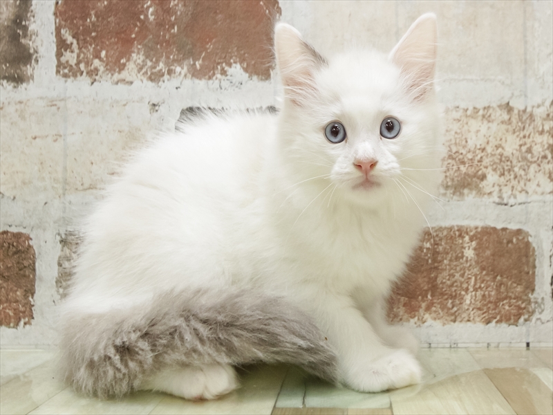 福岡県のラグドール (ワンラブカインズ福岡新宮店/2025年9月6日生まれ/男の子/ブルーポイントバイカラー)の子猫の2枚目の画像