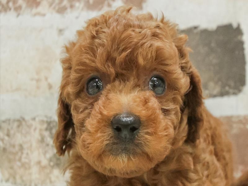 鹿児島県のトイプードル(トイ) (ワンラブニシムタ N'sCITY谷山店/2025年9月6日生まれ/女の子/レッド)の子犬の1枚目の画像