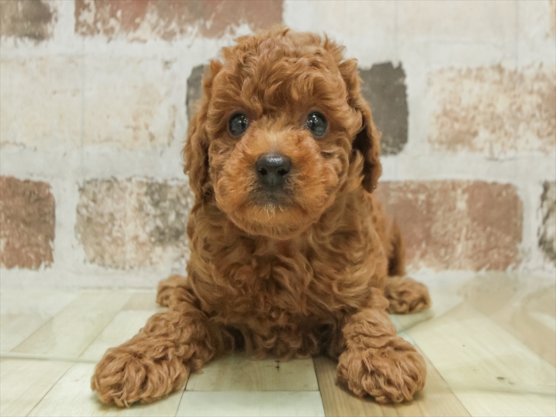 鹿児島県のトイプードル(トイ) (ワンラブニシムタ N'sCITY谷山店/2025年9月6日生まれ/女の子/レッド)の子犬の3枚目の画像