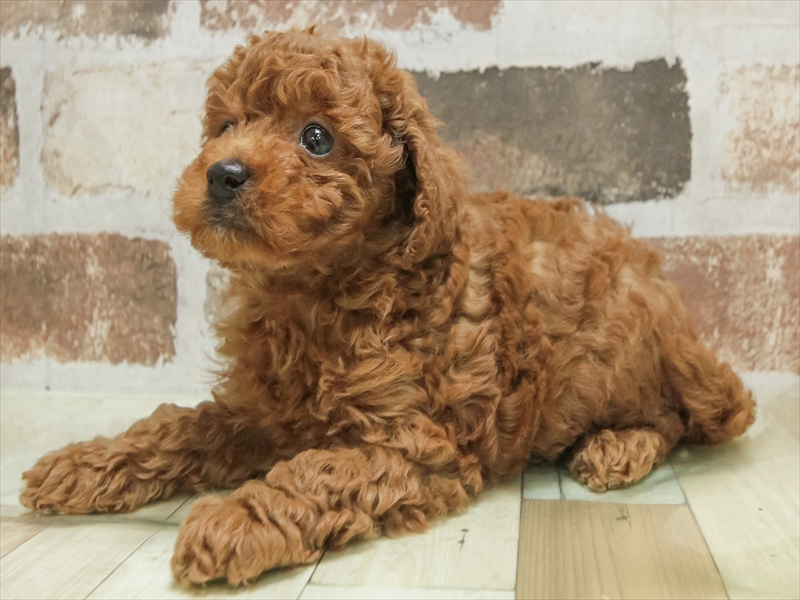 鹿児島県のトイプードル(トイ) (ワンラブニシムタ N'sCITY谷山店/2025年9月6日生まれ/女の子/レッド)の子犬の2枚目の画像