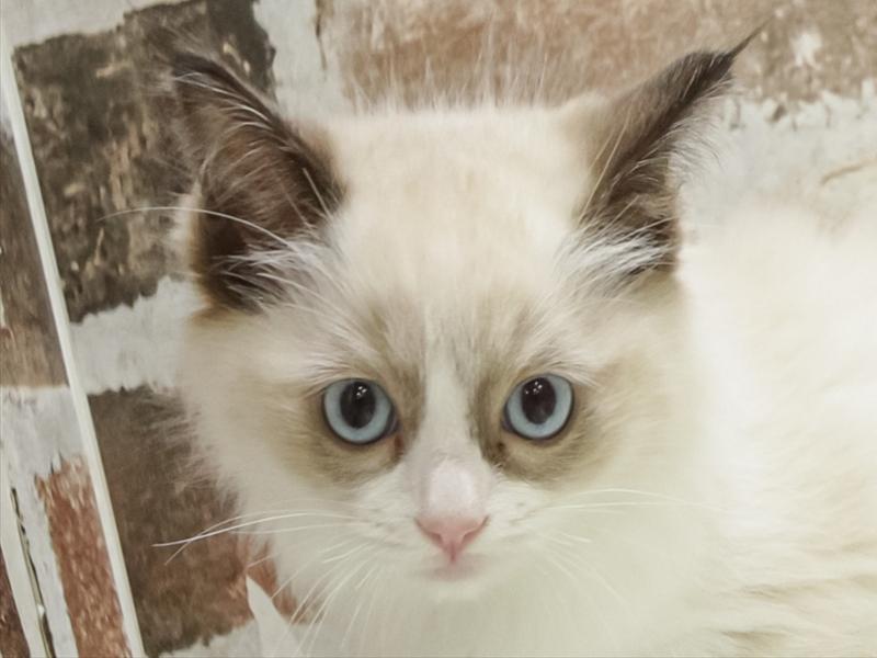 石川県のラグドール (ワンラブイオンタウン金沢示野店/2025年9月6日生まれ/女の子/シールポイントバイカラー)の子猫の1枚目の画像