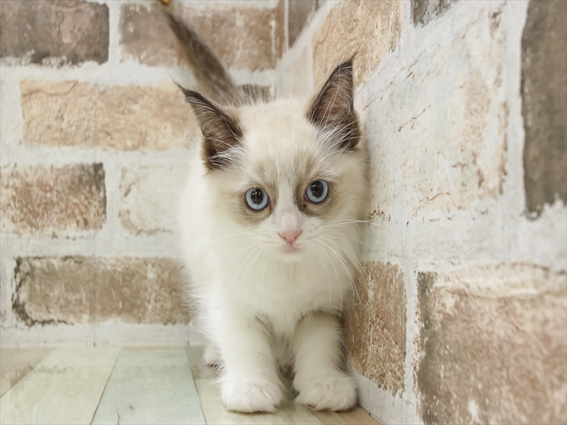 石川県のラグドール (ワンラブイオンタウン金沢示野店/2025年9月6日生まれ/女の子/シールポイントバイカラー)の子猫の3枚目の画像