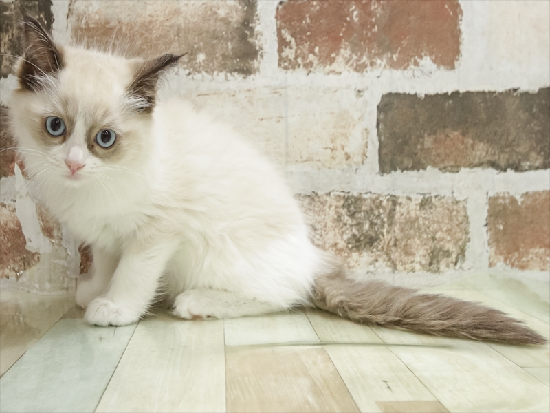 石川県のラグドール (ワンラブイオンタウン金沢示野店/2025年9月6日生まれ/女の子/シールポイントバイカラー)の子猫の2枚目の画像
