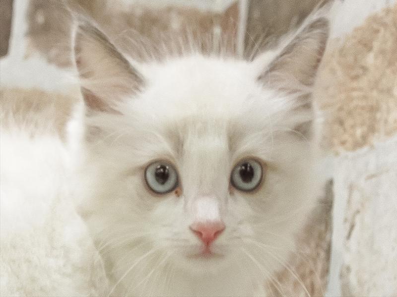 滋賀県のラグドール (ワンラブピエリ守山店/2025年9月5日生まれ/女の子/ブルーポイントバイカラー)の子猫