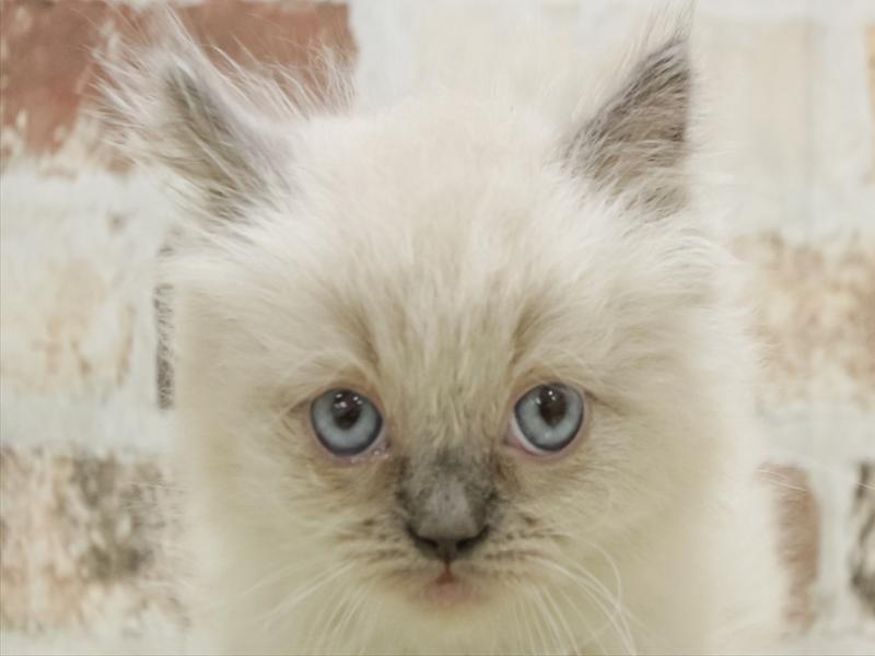 福岡県のラグドール (ワンラブ福岡総本店/2025年9月5日生まれ/男の子/ブルーポイントミテッド)の子猫の1枚目の画像