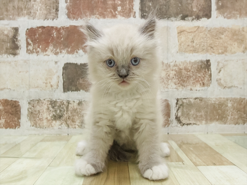 福岡県のラグドール (ワンラブ福岡総本店/2025年9月5日生まれ/男の子/ブルーポイントミテッド)の子猫の3枚目の画像