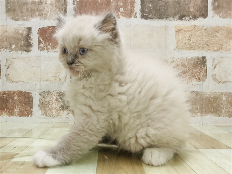 福岡県のラグドール (ワンラブ福岡総本店/2025年9月5日生まれ/男の子/ブルーポイントミテッド)の子猫の2枚目の画像