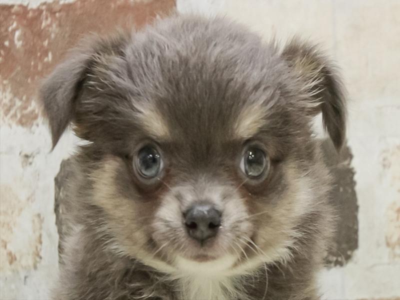 兵庫県のチワワ(ロング) (ワンラブブルメール舞多聞店/2025年9月6日生まれ/女の子/ブルータンホワイト)の子犬の1枚目の画像