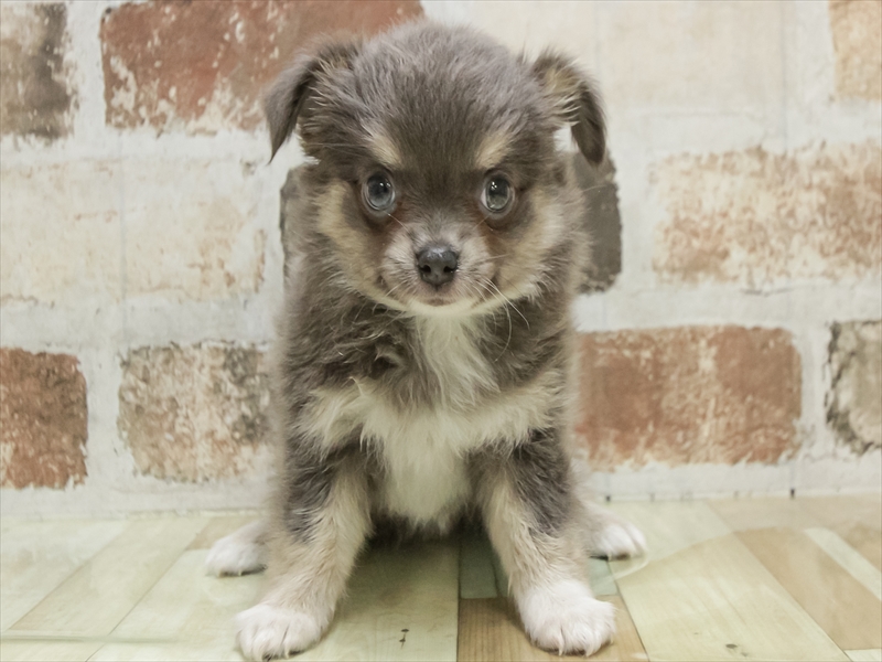 兵庫県のチワワ(ロング) (ワンラブブルメール舞多聞店/2025年9月6日生まれ/女の子/ブルータンホワイト)の子犬の3枚目の画像