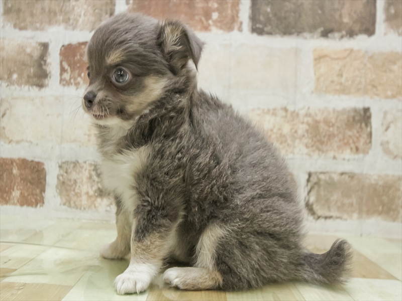 兵庫県のチワワ(ロング) (ワンラブブルメール舞多聞店/2025年9月6日生まれ/女の子/ブルータンホワイト)の子犬の2枚目の画像